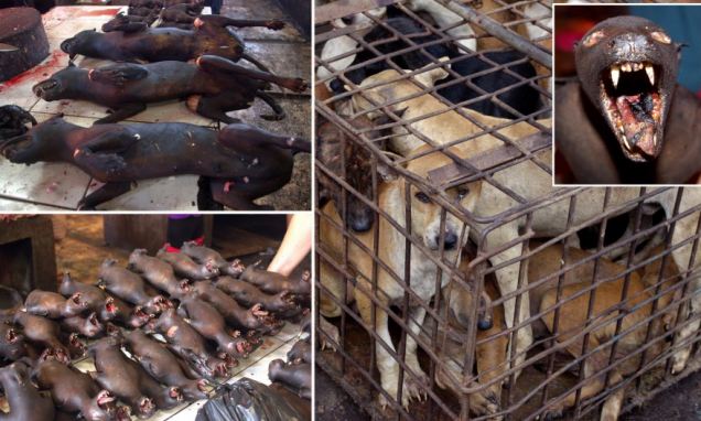 Inikah Pasar Paling Mengerikan dan Menjijikkan di Dunia?